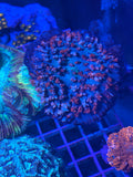 St. Thomas mushroom coral