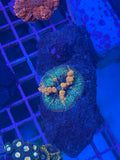 Sunkist Bounce Mushroom coral